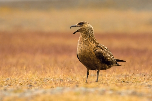 chaluha velká (Stercorarius skua) Great skua