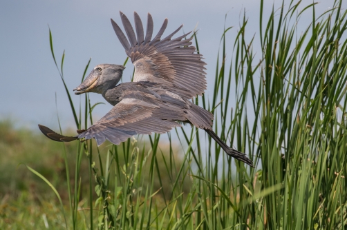 člunozobec africký (Balaeniceps rex)...