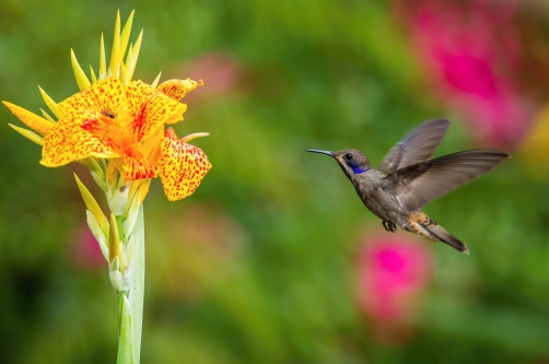 kolibřík telesillský (Colibri delphinae)...