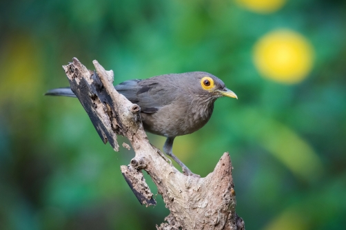 drozd olivovohnědý (Turdus nudigenis)...