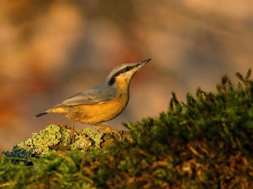 brhlík lesní (Sitta europaea) Eurasian...