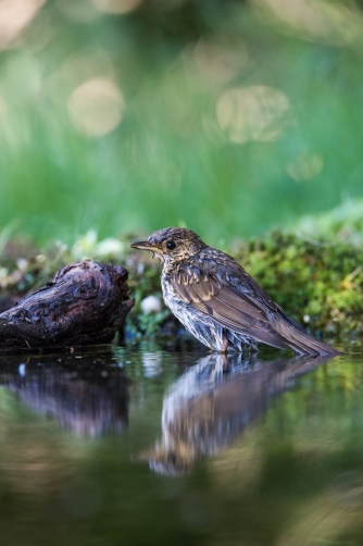 drozd zpěvný (Turdus philomelos) Song...