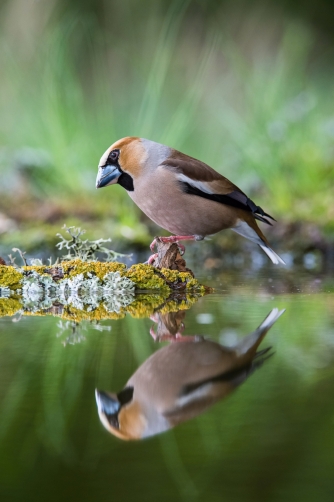 dlask tlustozobý (Coccothraustes...