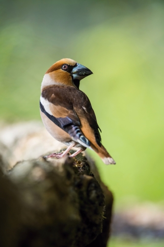 dlask tlustozobý (Coccothraustes...