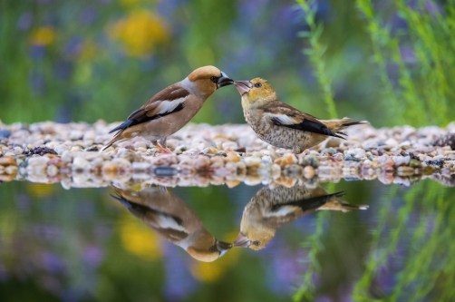 dlask tlustozobý (Coccothraustes...