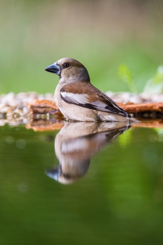 dlask tlustozobý (Coccothraustes...