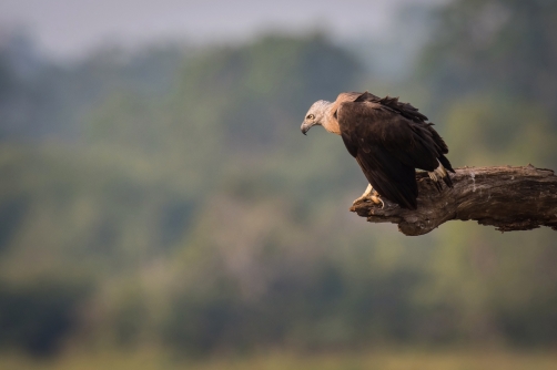 orel bělobřichý (Haliaeetus leucogaster)...