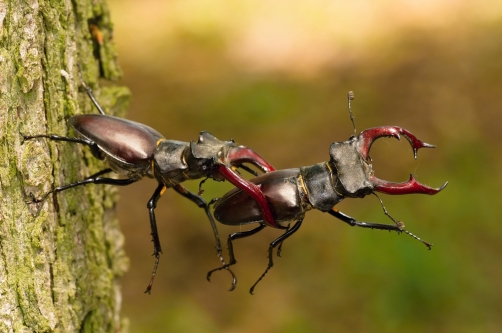 roháč obecný (Lucanus cervus) Stag beetles