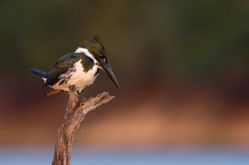 rybařík amazonský (Chloroceryle amazona)...