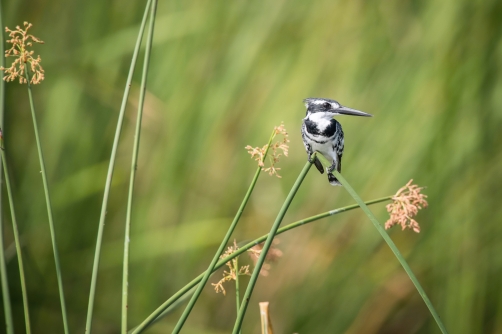 rybařík jižní (ceryle rudis) Pied...