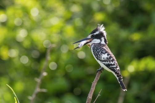 rybařík jižní (ceryle rudis) Pied...