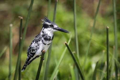 rybařík jižní (ceryle rudis) Pied...