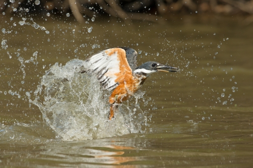 rybařík obojkový (Megaceryle torquata)...