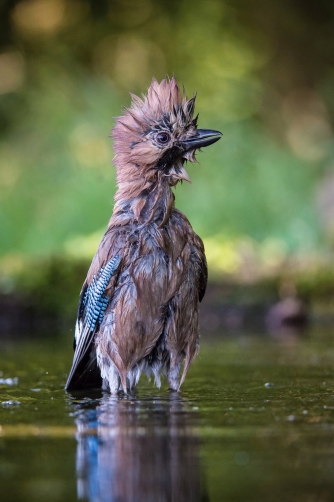 sojka obecná (Garrulus glandarius) Eurasian...