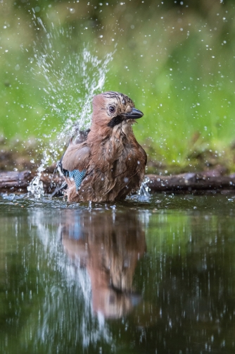 sojka obecná (Garrulus glandarius) Eurasian...