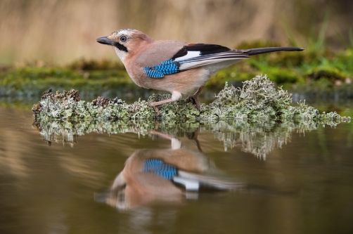 sojka obecná (Garrulus glandarius) Eurasian...