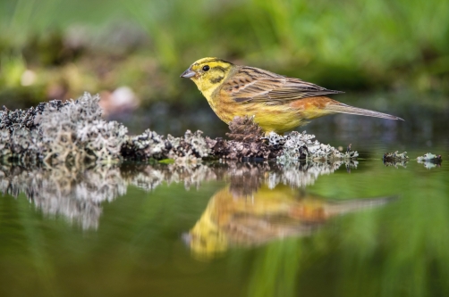 strnad obecný (Emberiza citrinella)...