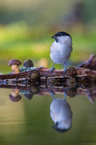 sýkora babka (Parus palustris) Marsh tit