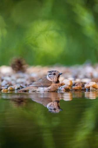 sýkora parukářka (Lophophanes cristatus)...