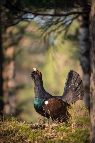 tetřev hlušec (Tetrao urogallus) Western...