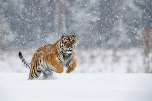 tygr ussurijský (Panthera tigris altaica)...