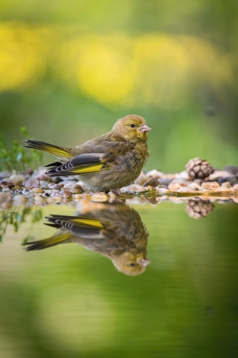 zvonek zelený (Carduelis chloris) European...